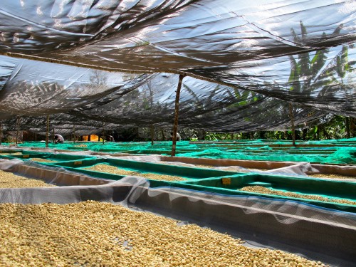 Coffee beans on their drying beds