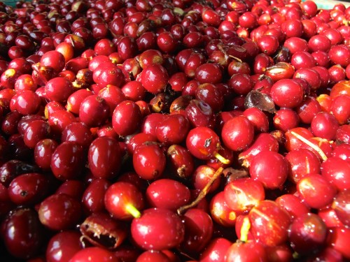 Ripe cherries ready for processing