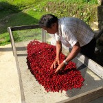 Fidel doing an inspection of the cherries prior to getting depulped