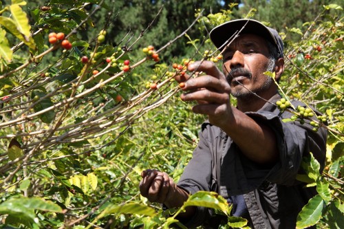 Coffee farmer picking coffee cherries