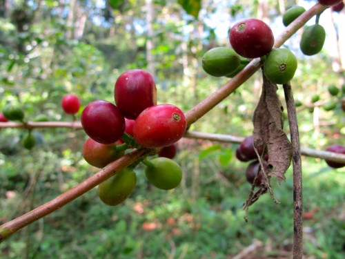 Coffee cherries 