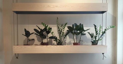Plants at the back
