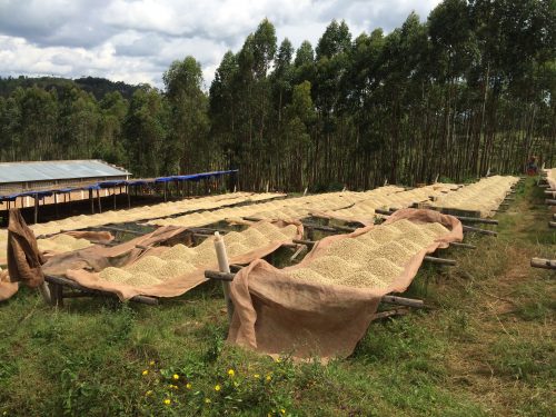 Coffee drying on African beds in Burundi