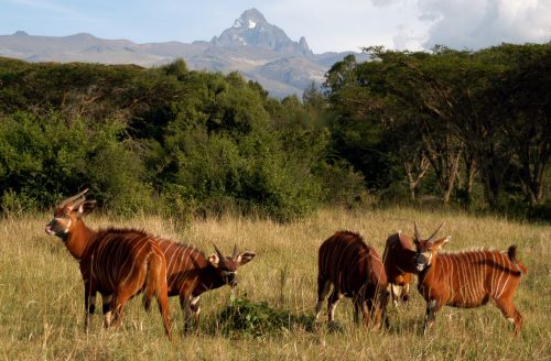 Mount Kenya's rich flora and fauna