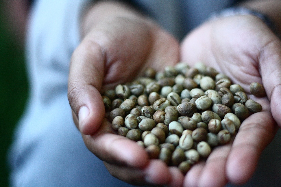 Discover Drop Coffee's Kenya Kamwangi PB in our December '16 box