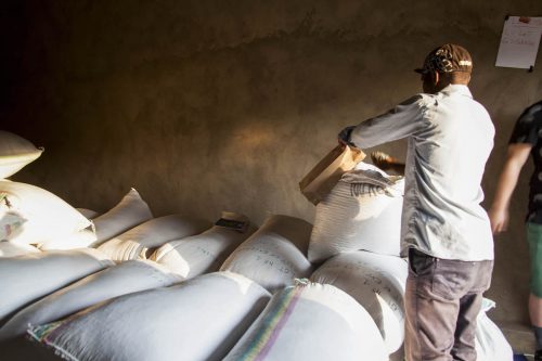 Coffee ready for export