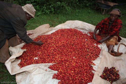 Farmers sorting coffee