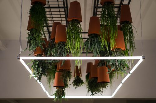 Upside down plants
