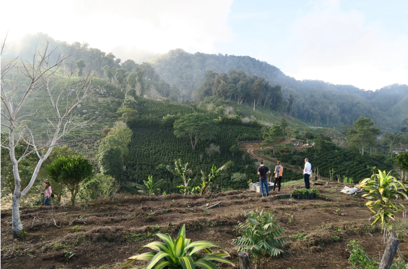 Java Honduras Java Coffee: Honduras, El Sauce | in our April '17 coffee box