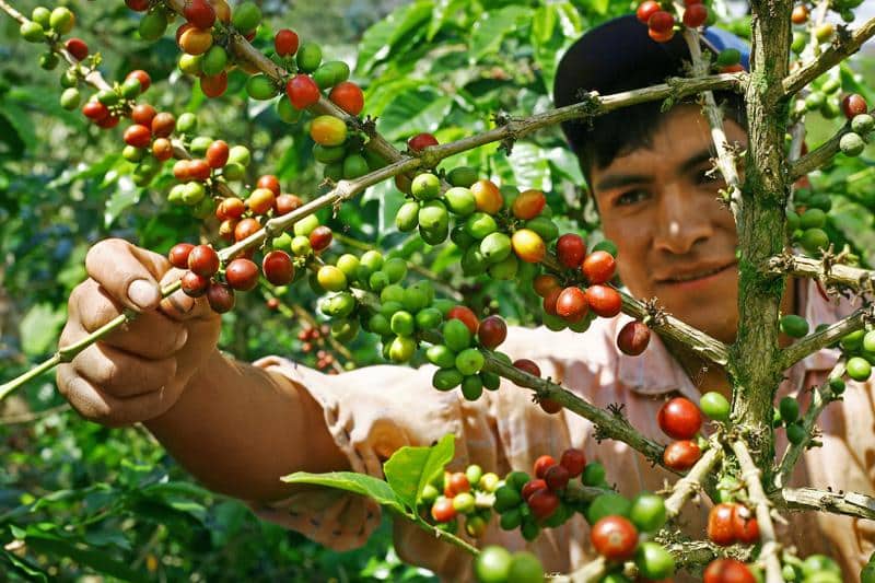 Ernst Kaffeeröster Peru, La Flor Del Café in our May '17 coffee box