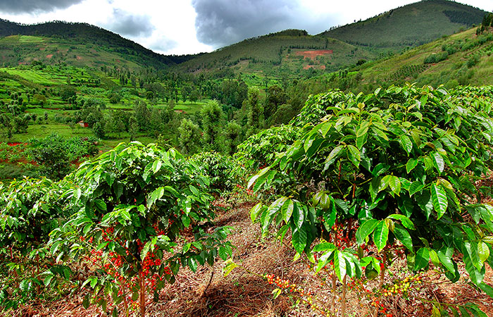 Cloud Picker: Rwanda, Huye Mountain | in our May '17 coffee box