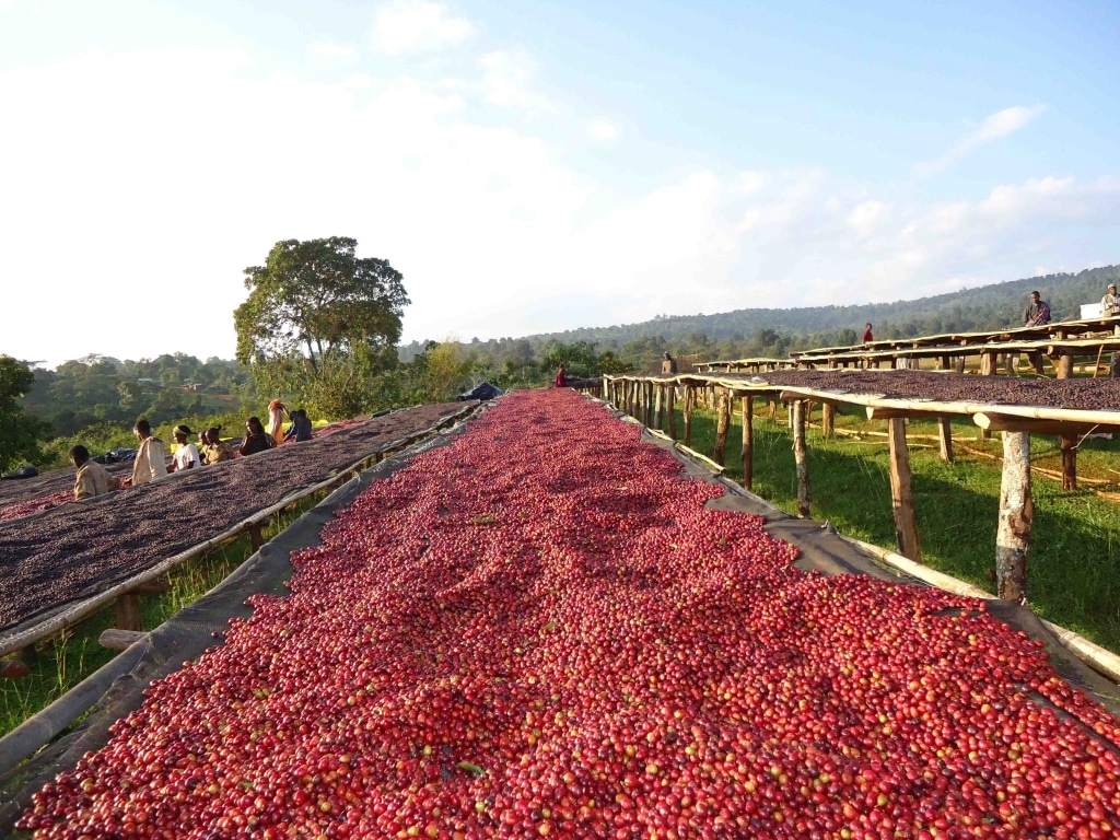 Ethiopia Guji drying on African beds