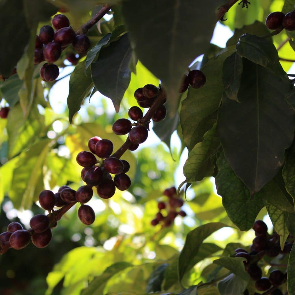 Coffee cherries growing at Rocko Mountain