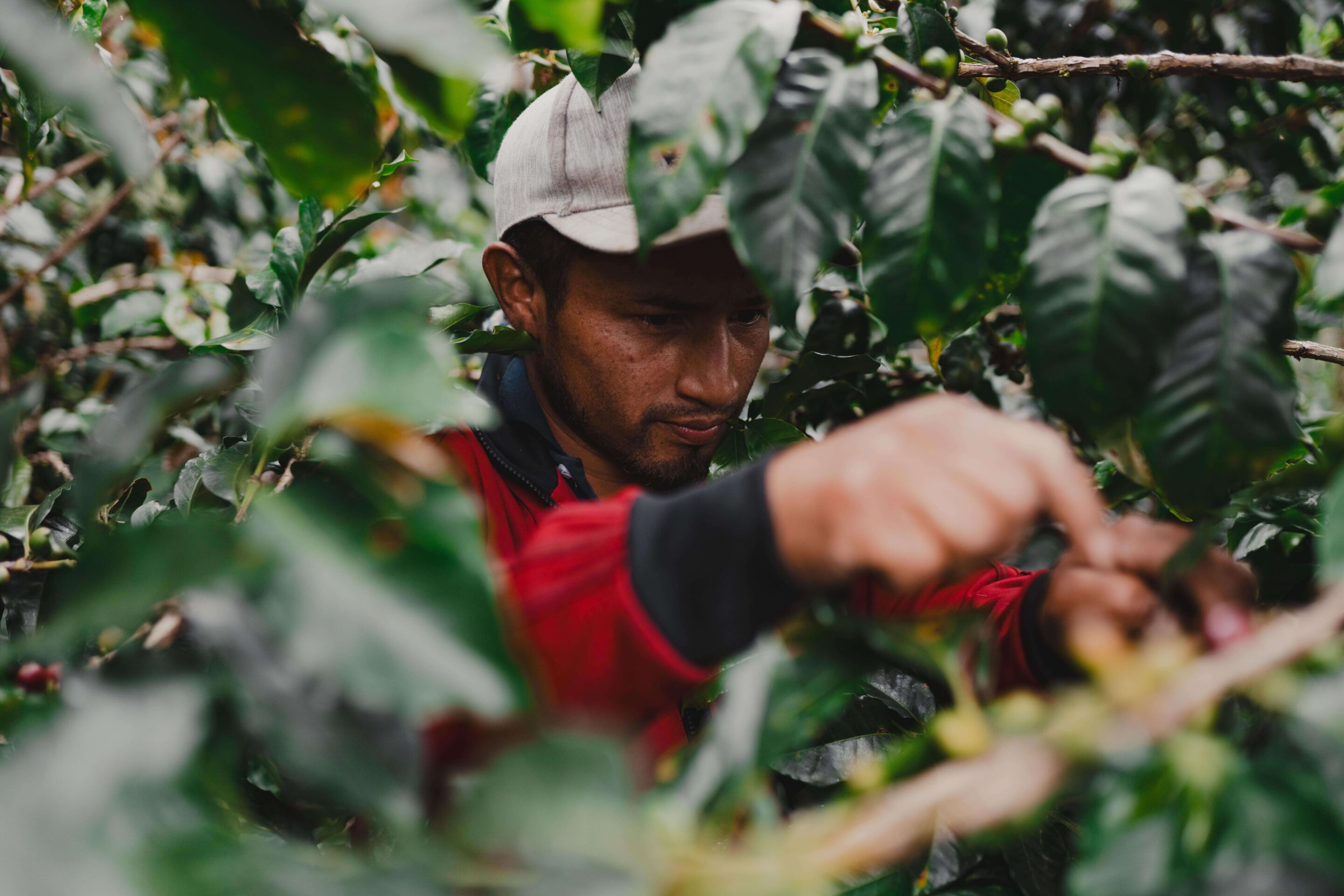 How Decaf Coffee Is Made: The 5 Main Decaffeination Methods